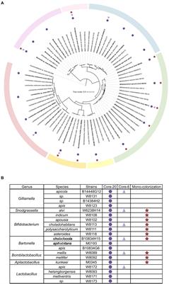 Frontiers | Stably Transmitted Defined Microbial Community In Honeybees ...